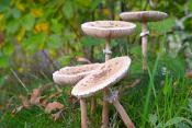 Grote parasolzwam (Macrolepiota procera) 10-2017 7358